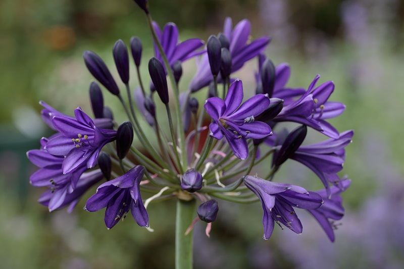 AGAPANTHUS praecox Royal Velvet