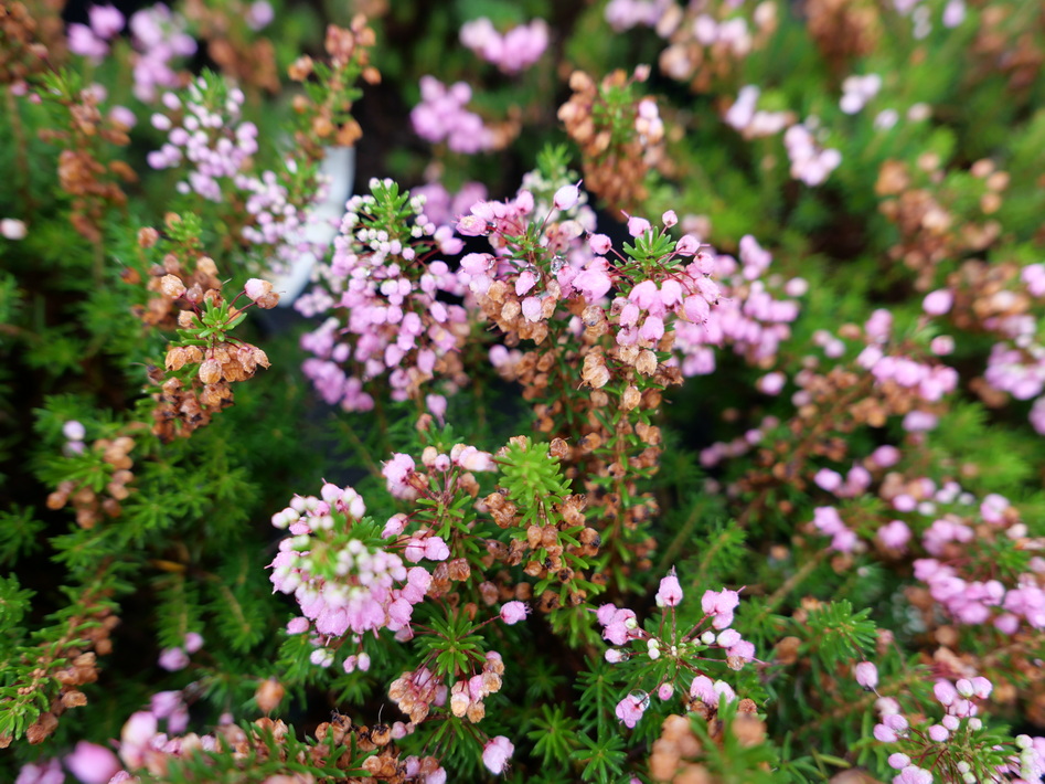 ERICA vagans St. Keverne