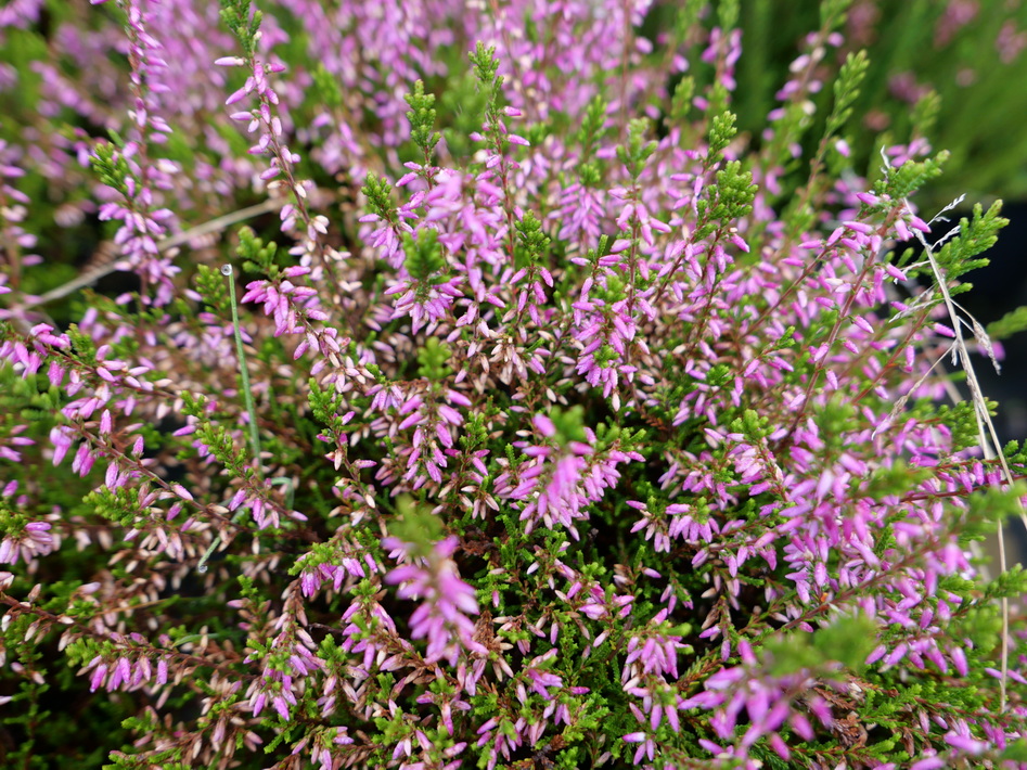 CALLUNA vulgaris Marlies