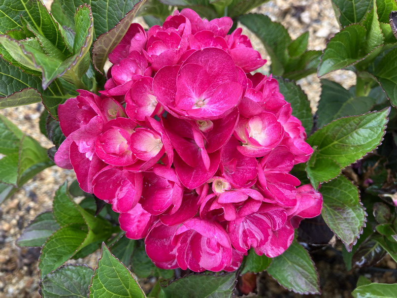 HYDRANGEA macrophylla Julisa ®