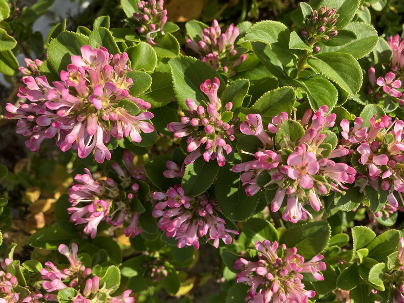 ESCALLONIA laevis Pink Elle ®