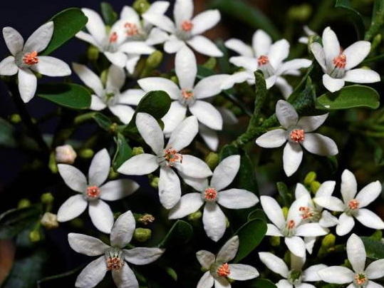 ERIOSTEMON myoporoides