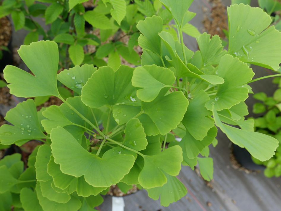 GINKGO biloba André Briant ®