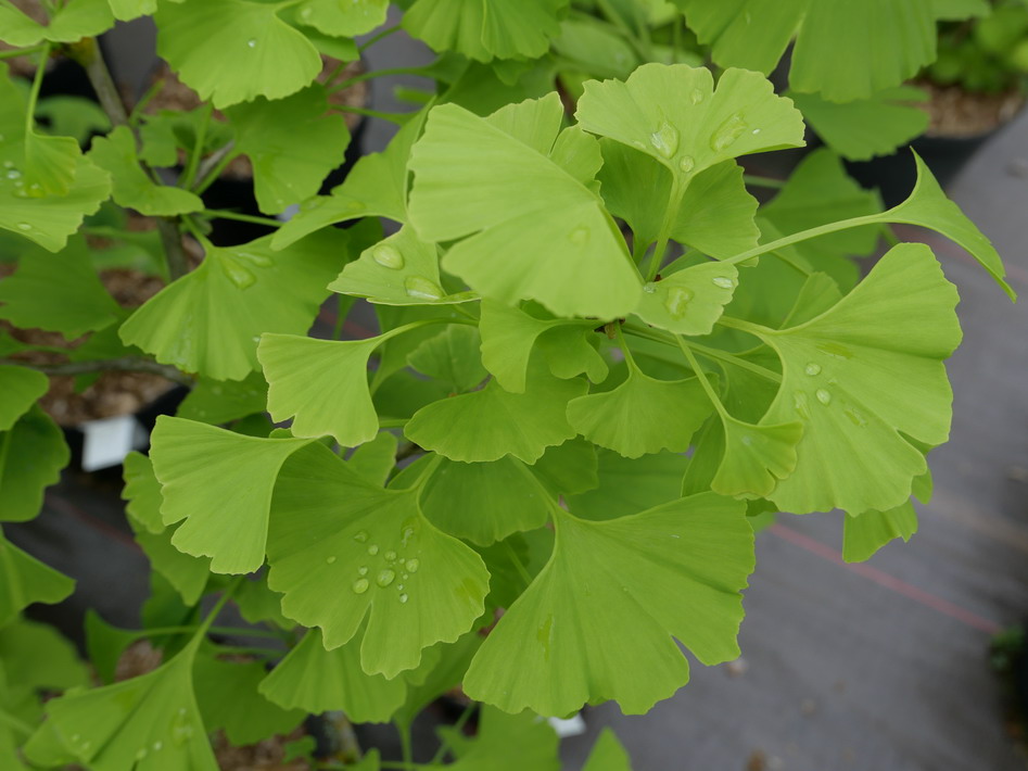 GINKGO biloba Blagon ®