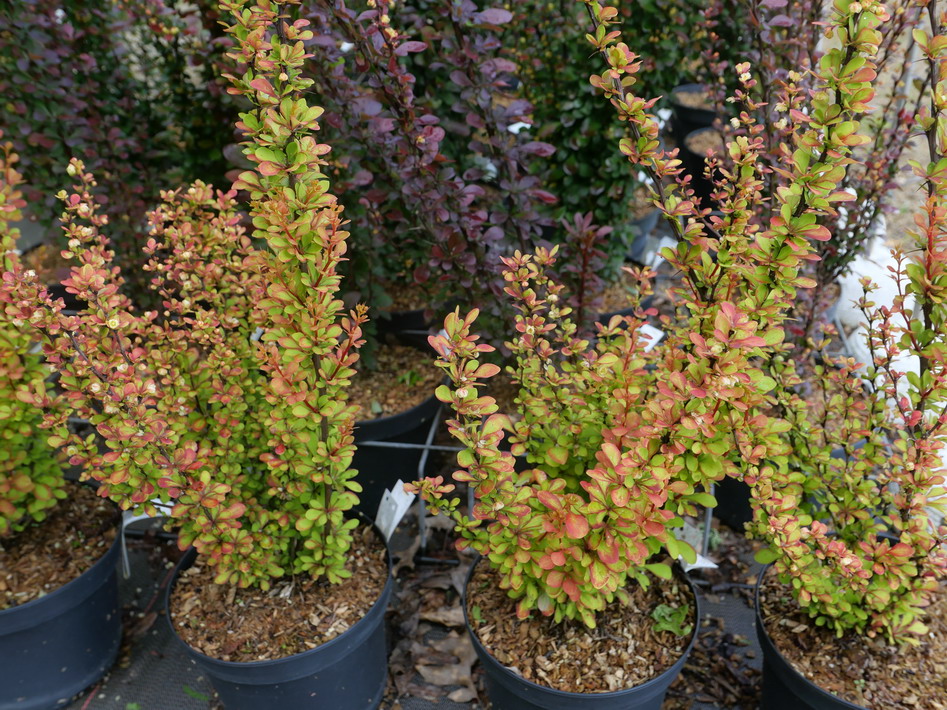 BERBERIS thunbergii Orange Torch ®