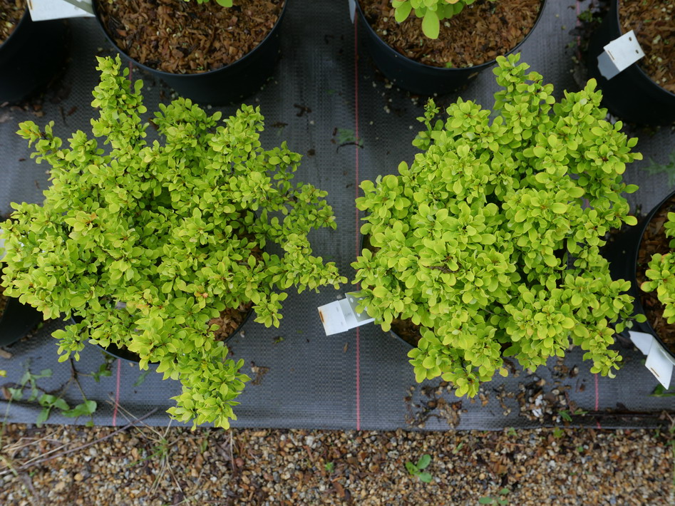 BERBERIS thunbergii Tiny Gold ®