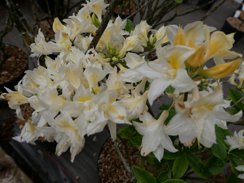 AZALEA caduque Mecene