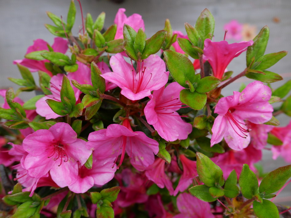 AZALEA japonaise Conny