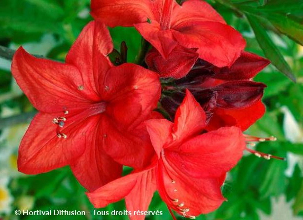 AZALEA caduque Parkfeuer