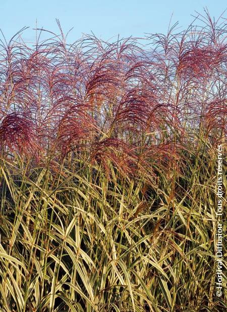 MISCANTHUS sinensis Variegata