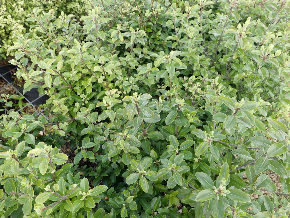 PITTOSPORUM tenuifolium Green Rustik