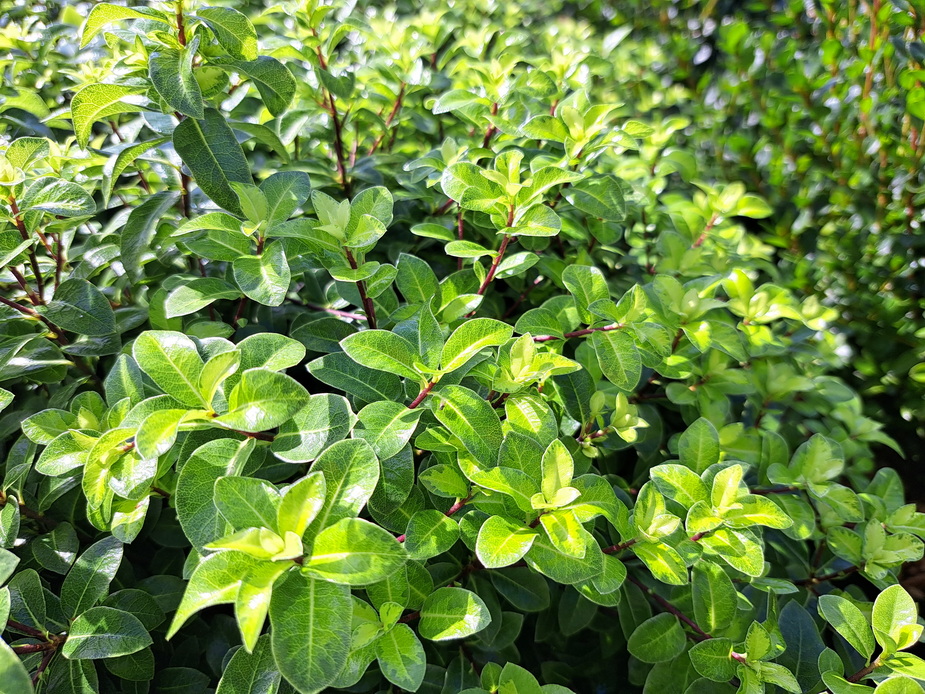 PITTOSPORUM tenuifolium Golden Ball