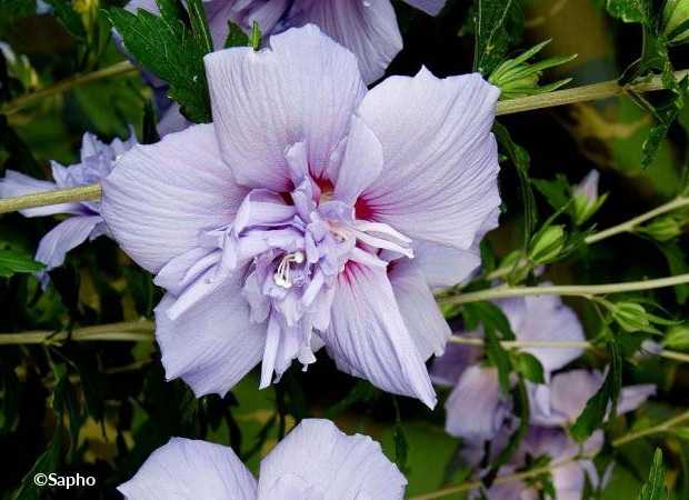 HIBISCUS syriacus Blue Chiffon ®