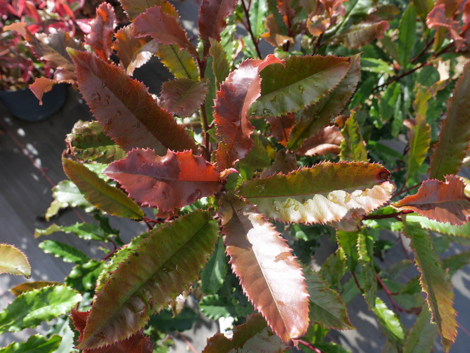 PHOTINIA serratifolia Crunchy ®