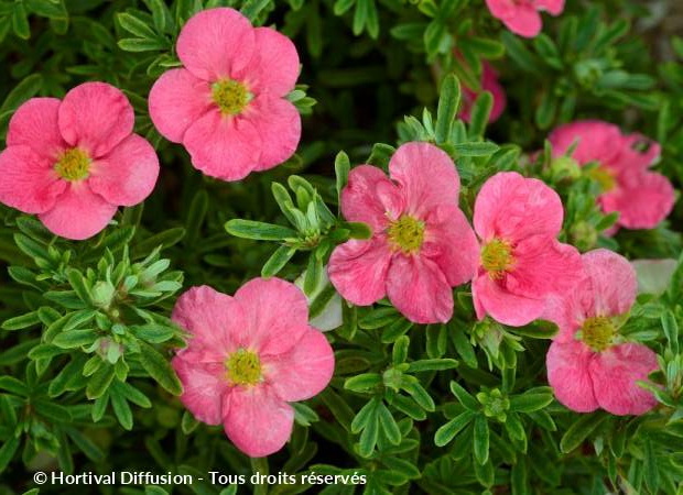 POTENTILLA fruticosa Bellissima ®