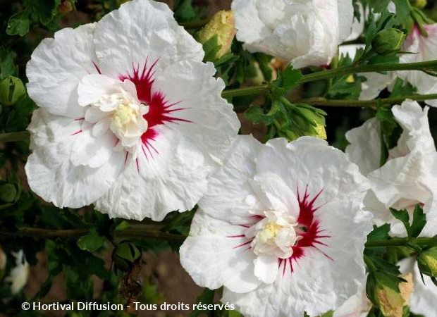 HIBISCUS syriacus French Point ®