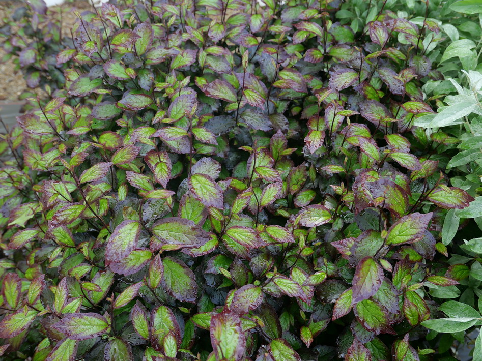 PARROTIA persica Persian Spire ®