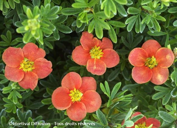 POTENTILLA fruticosa Red'Issima ®