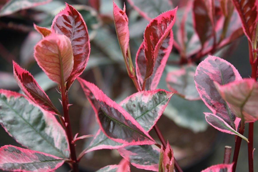 PHOTINIA x.fraseri Louise McLarlou ®