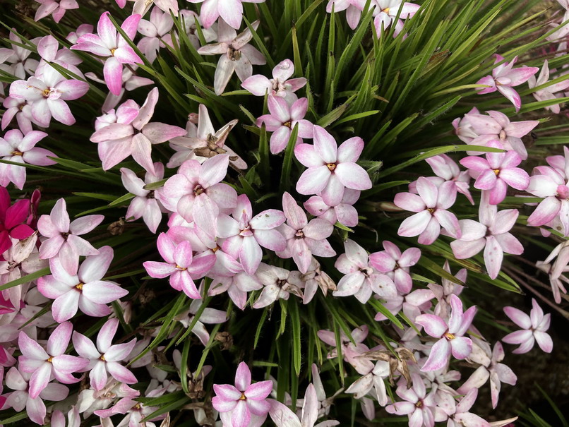 RHODOXIS milloïdes Fairy Kisses