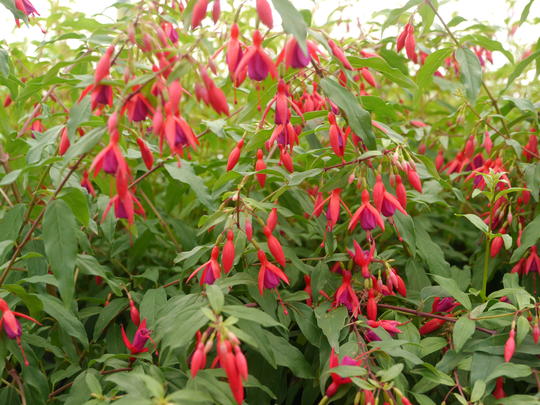 FUCHSIA Bernisser Hardy