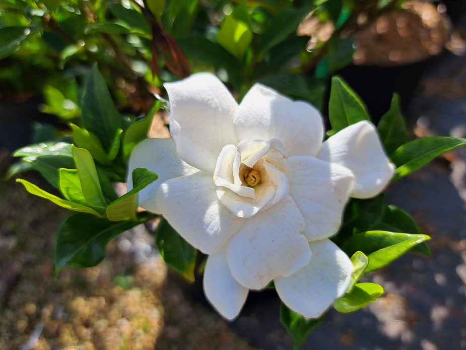 GARDENIA jasminoides First Editions ®