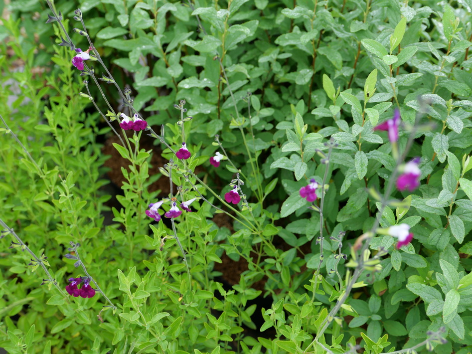 SALVIA gregii Amethyst Lips ®