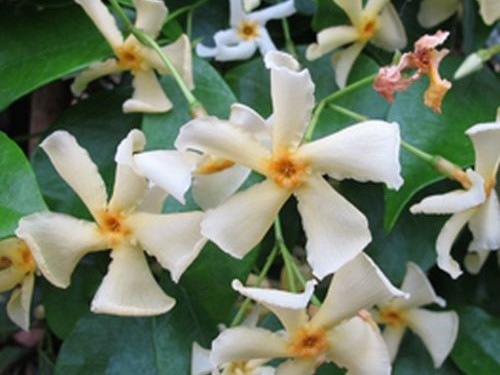 TRACHELOSPERMUM jasminoides Star of Toscane