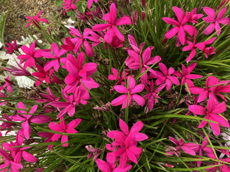 RHODOHYPOXIS milloïdes Donald Mann