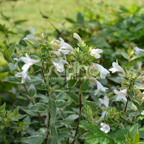 ABELIA x.grandiflora Lucky Lots ®