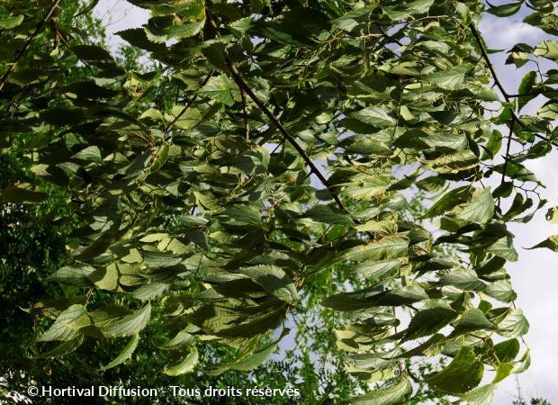 CELTIS australis