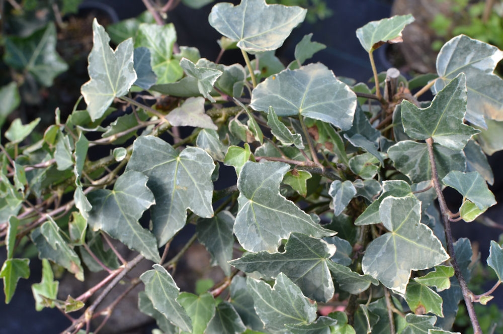 HEDERA helix Glacier