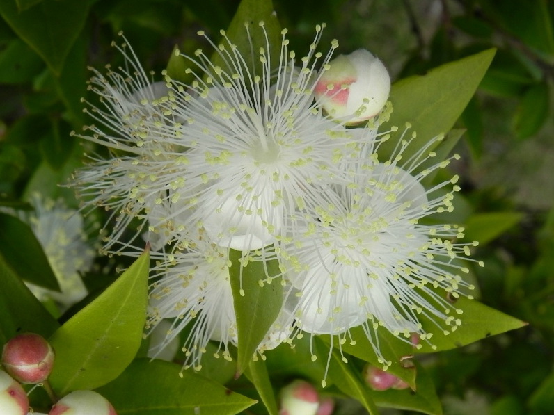 MYRTUS communis subsp. tarantina