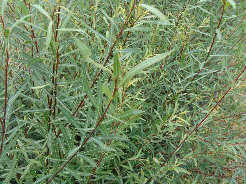 SALIX purpurea Gracilis