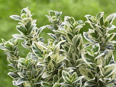 EUONYMUS japonicus White Spire ®