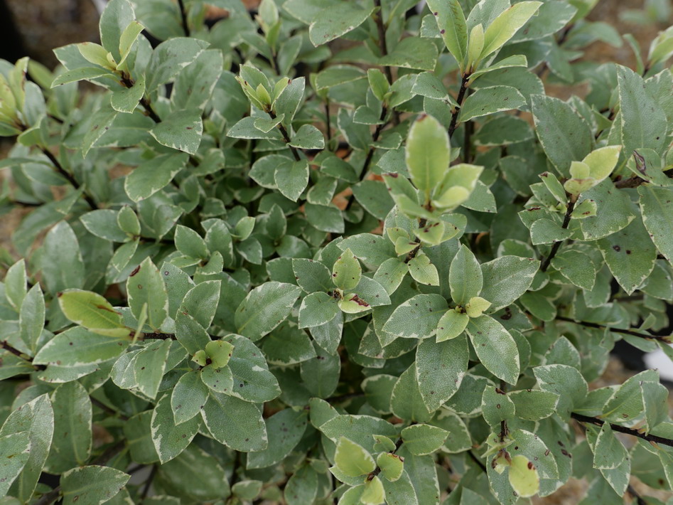 PITTOSPORUM tenuifolium Silver Ball