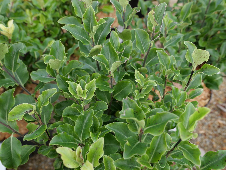 PITTOSPORUM tenuifolium Ile de Sein