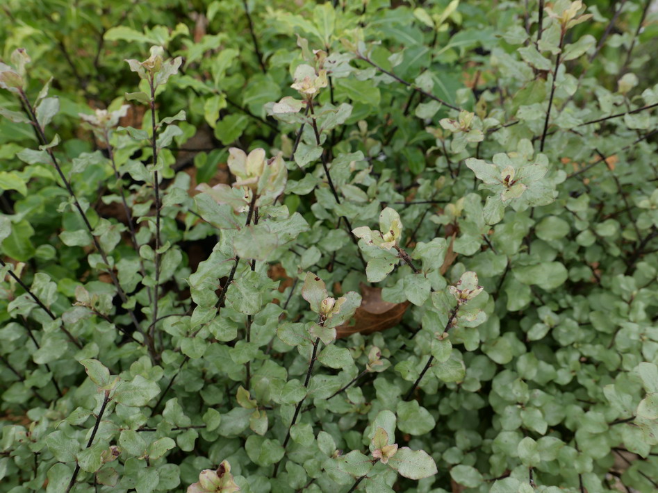 PITTOSPORUM tenuifolium Winkrled Blue