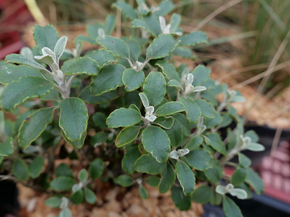 SENECIO Menthe Glaciale