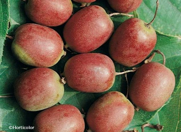 ACTINIDIA arguta Ken's Red