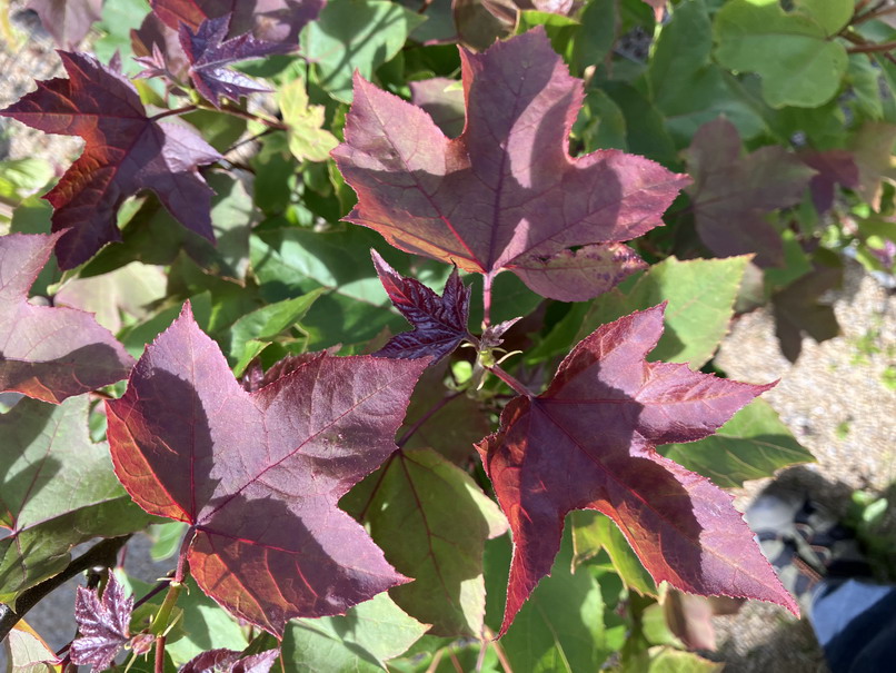 LIQUIDAMBAR formosana Ellen