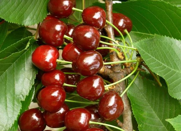 CERISIER à fruits Anglaise Hâtive