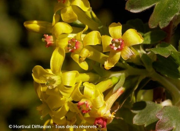 RIBES odoratum