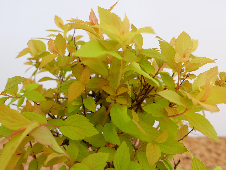 SPIRAEA japonica Little Flame ®