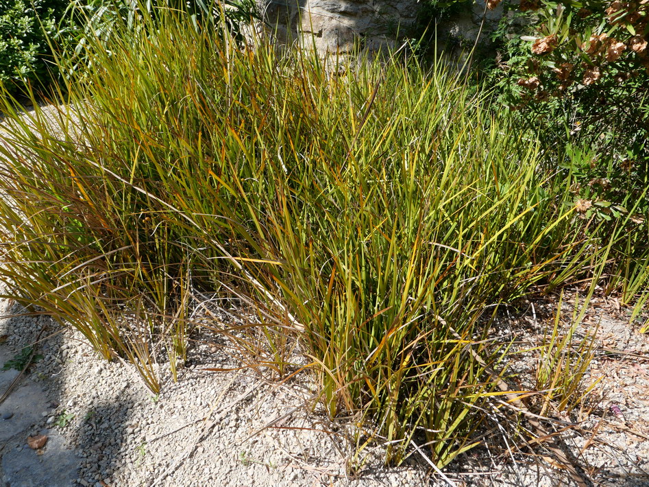 LIBERTIA peregrinans