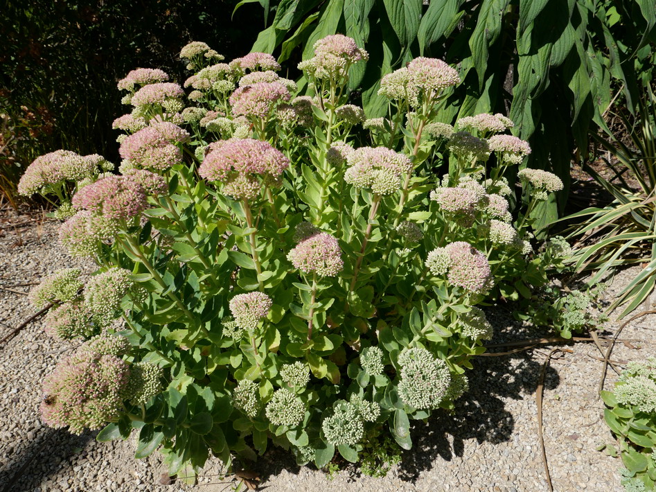 SEDUM spectabilis Brilliant