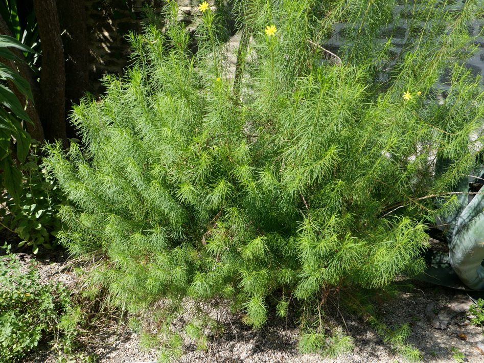 EURYOPS virgineus