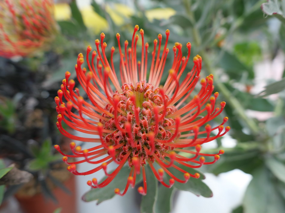 LEUCOSPERMUM Ayoba Red