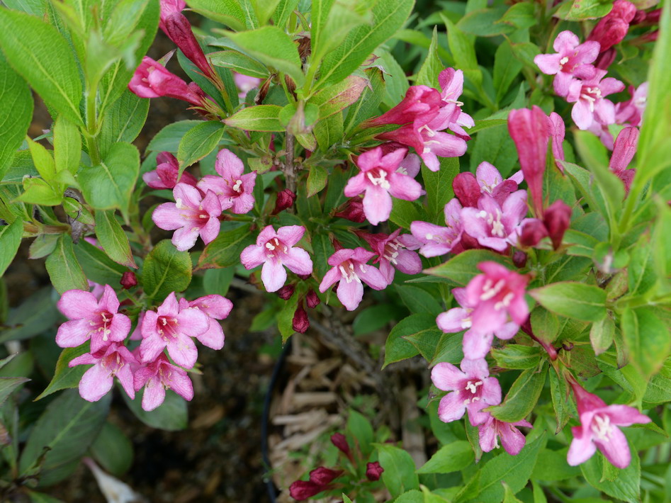 WEIGELIA Picobella Rosea ®