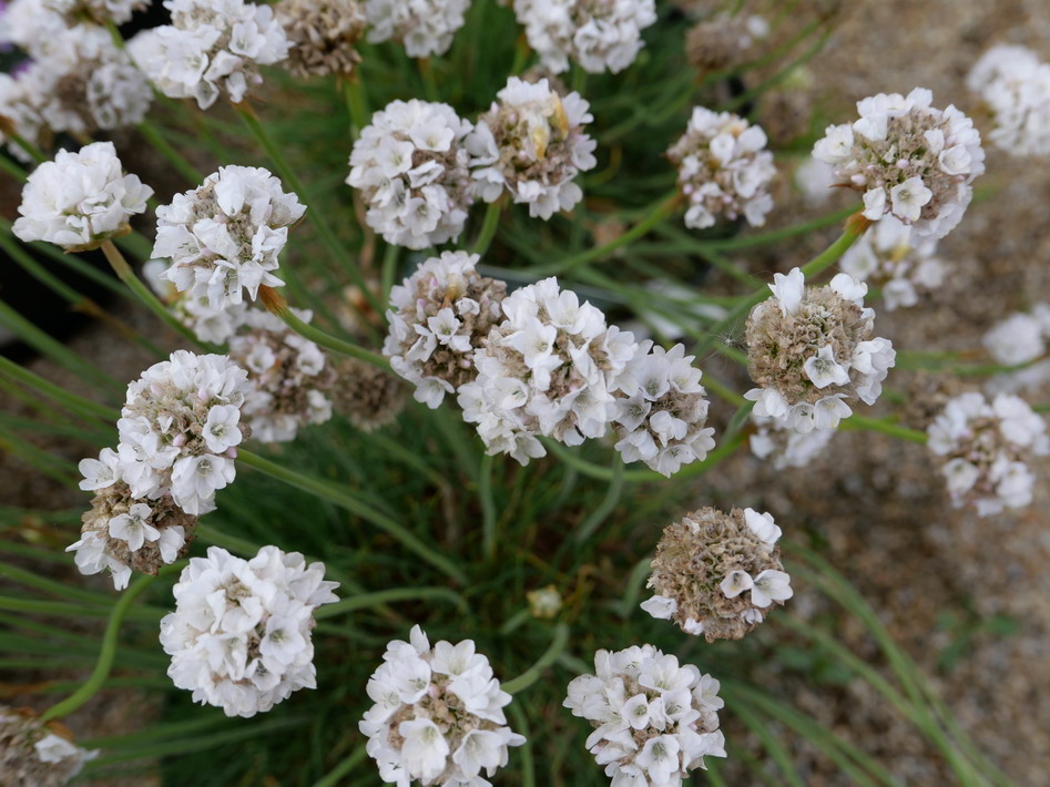 ARMERIA maritima alba